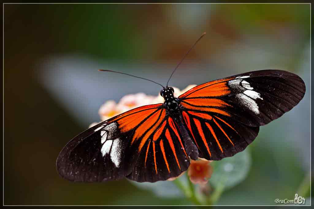 Mengenal Bagian Tubuh Hewan Kupu kupu