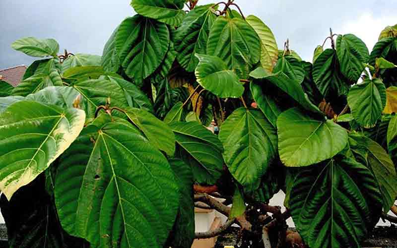 Ficus Tanaman Hias Indoor Penyerap Polutan
