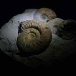 Ciri-ciri Zaman Paleozoikum dan Pembagiannya