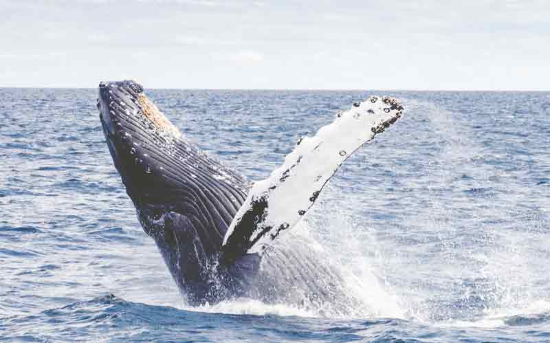 manfaat kemampuan ekolokasi yang dimiliki oleh paus adalah