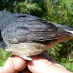 Mengenal Lebih Dekat Burung Blackthroat