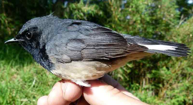 Mengenal Lebih Dekat Burung Blackthroat