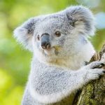 mengapa benua Australia memiliki banyak keunikan flora dan faunanya