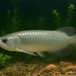 makanan ikan arwana silver agar warnanya bagus